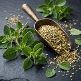 Oregano